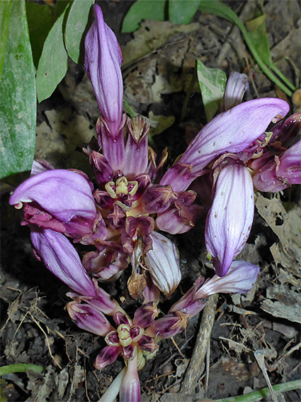 Flower clusters