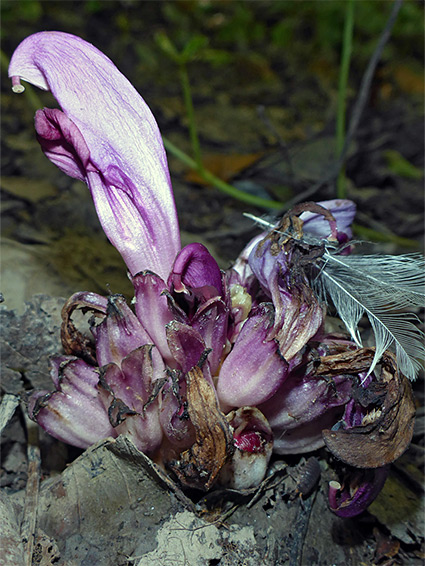 Withering flowers