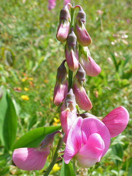 Developing flowers