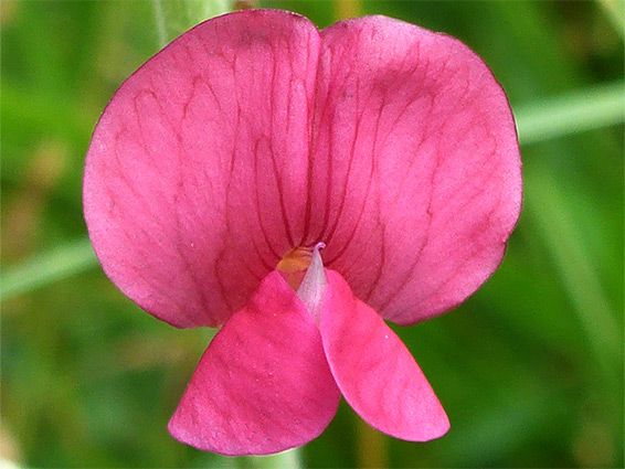 Broad banner petal