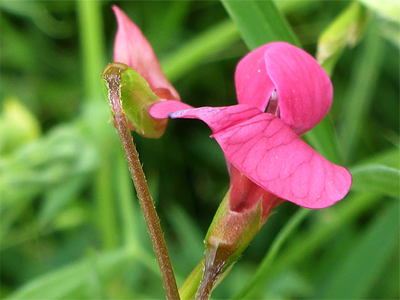 Two flowers