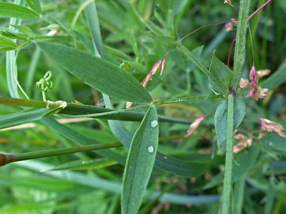 Stem, leaflets and tendrils