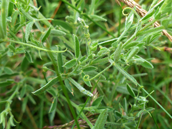 Leaves and tendrils