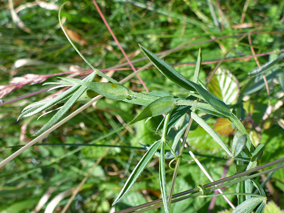 Stem and leaves