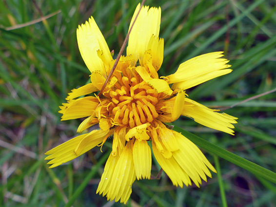 Small flowerhead