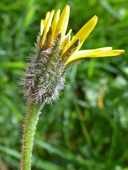 Developing flowerhead