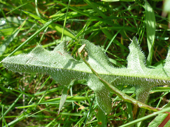 Lower leaf surface