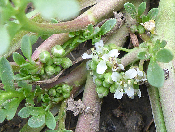 Flowers and leaves