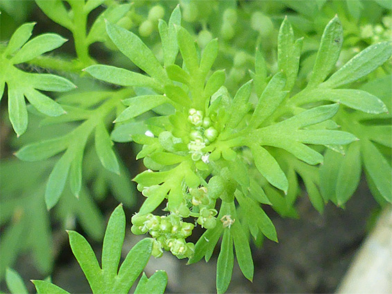 Flowers and leaves