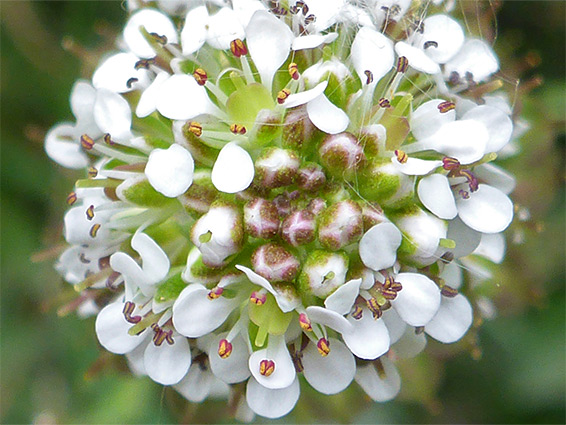 Clustered flowers