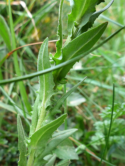 Lobed leaves