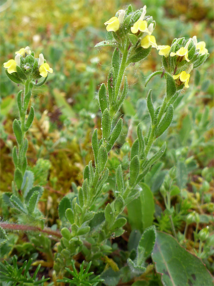 Flowers and leaves