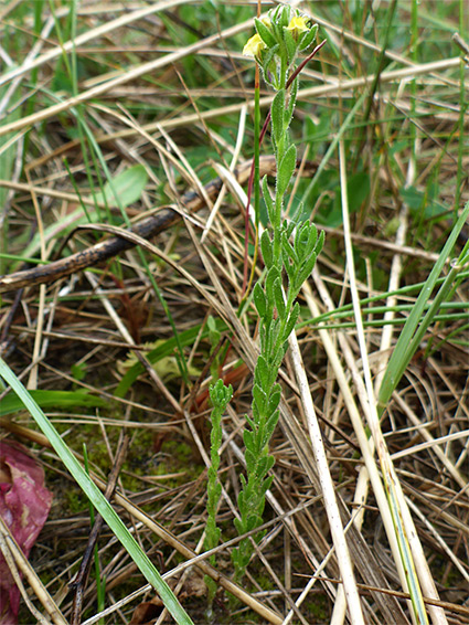 Slender stems