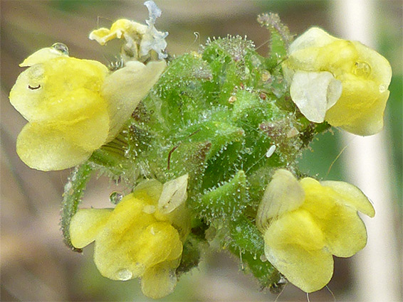 Top of the flower cluster