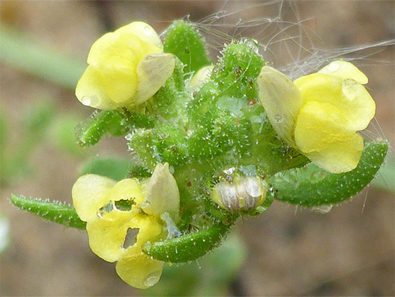 Three yellow flowers