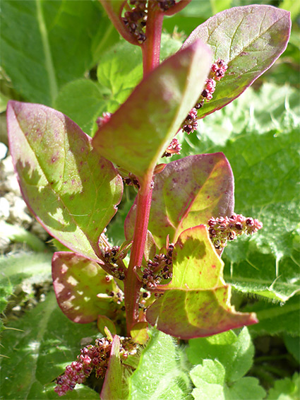 Red-margined leaves