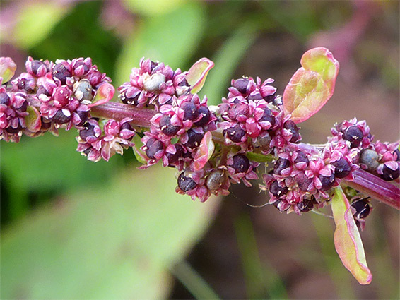 Purplish inflorescence