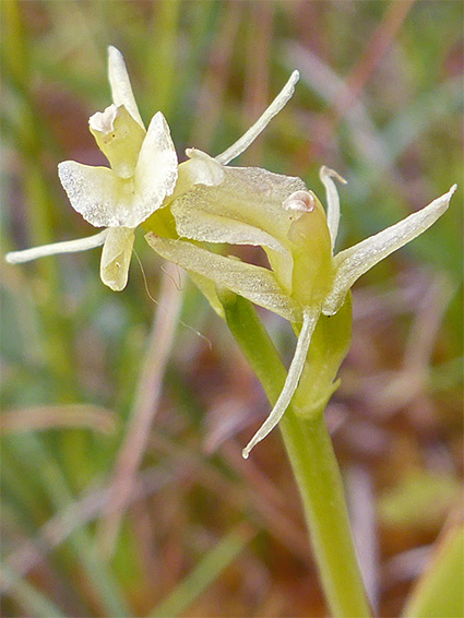 Greenish-yellow inforescence