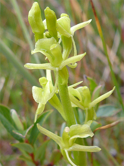 Flowers and buds