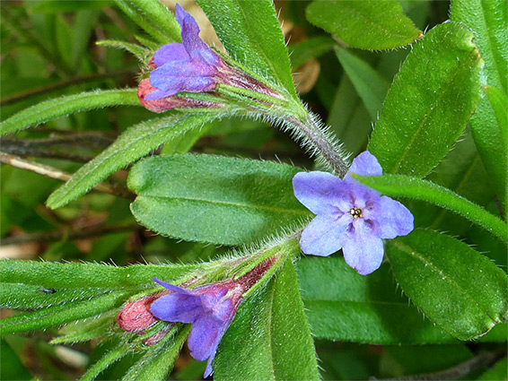 Hairy pedicels