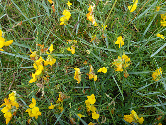 Cluster of plants