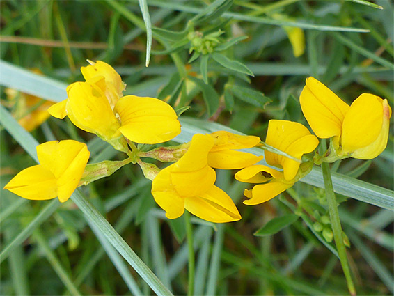 Two flower clusters