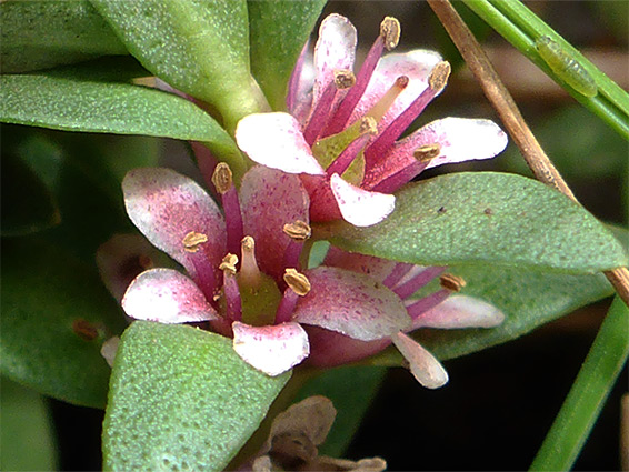 Leaves and flowers