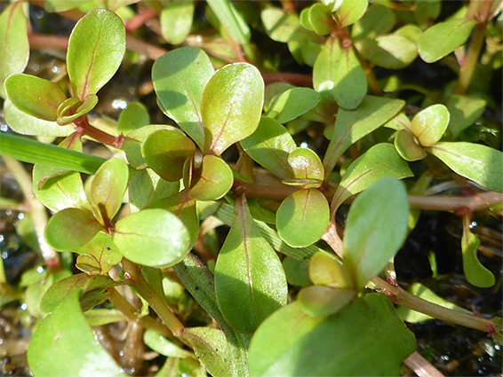 Ovate leaves