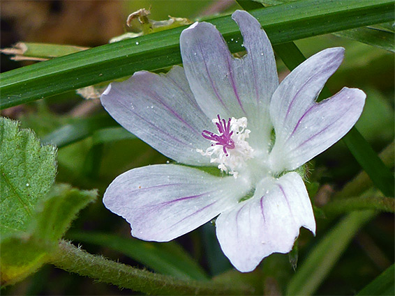 Pale pink flower