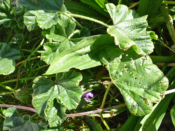 Stalked leaves