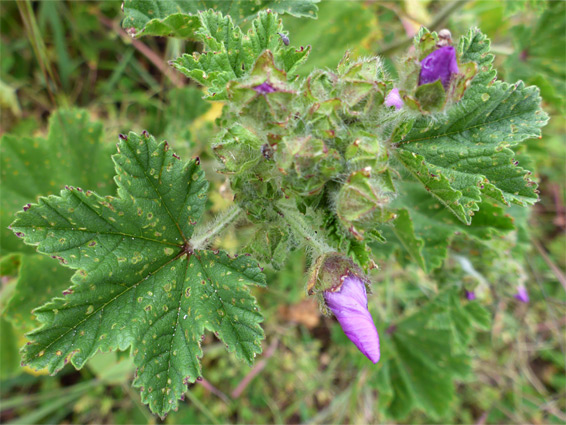 Lobed, toothed leaves