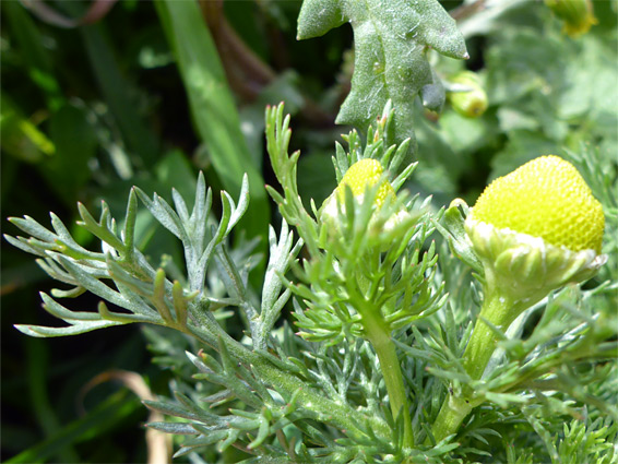 Lobed leaves