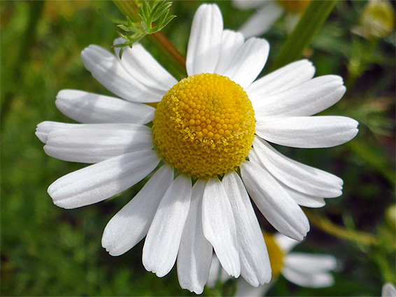 Flowerhead