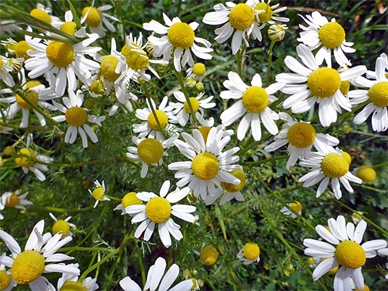 Flowering stems