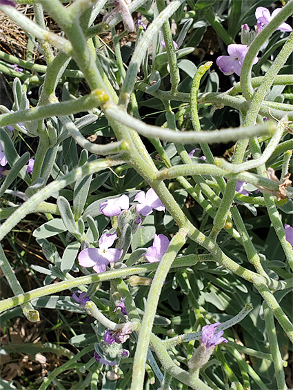 Branched stems