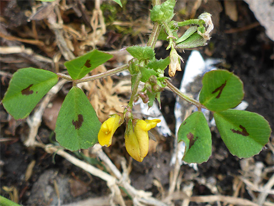 Spotted leaves