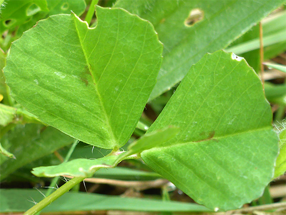 Hairless leaves