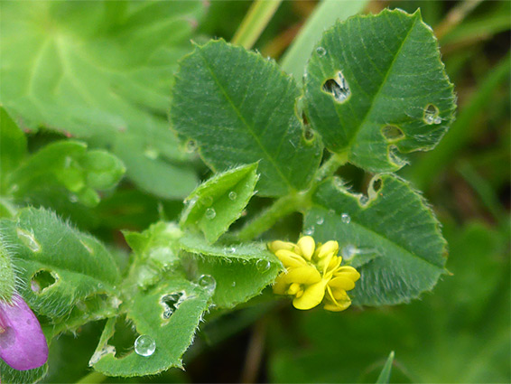 Flower cluster