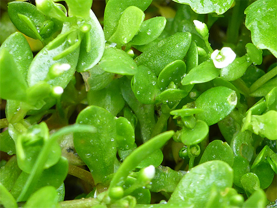 Leaves and flowers