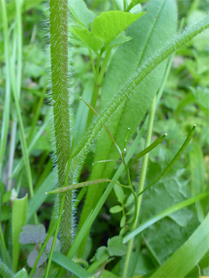 Hairy stem