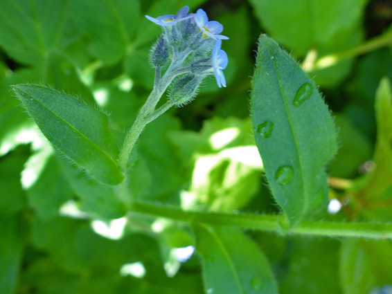 Leaves and flowers