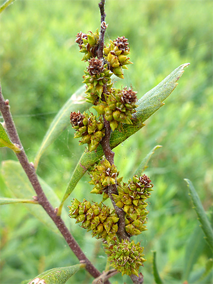 Green fruit