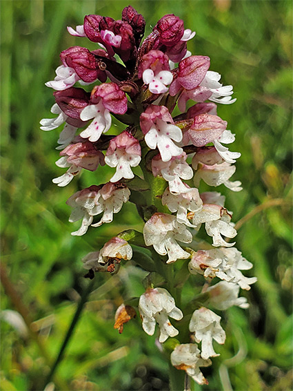 Purple-topped flower cluster