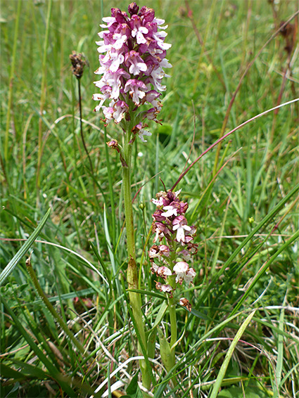 Two stems