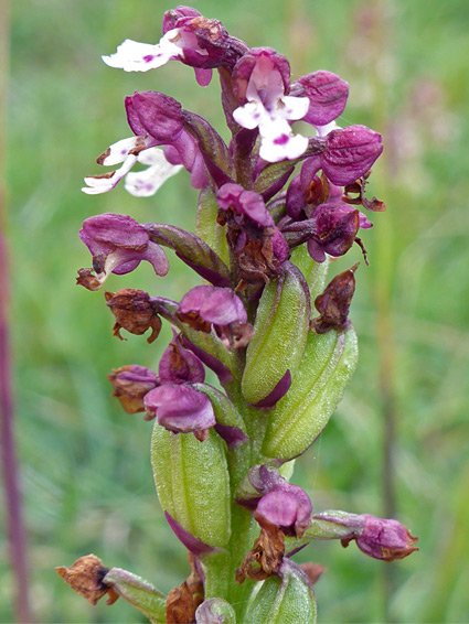 Flowers and developing fruit