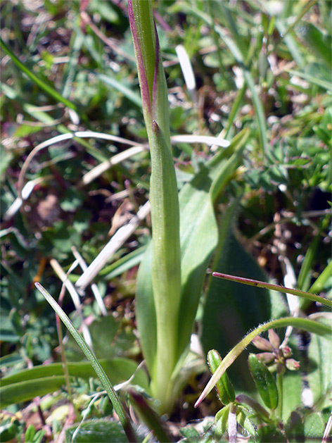 Leaves