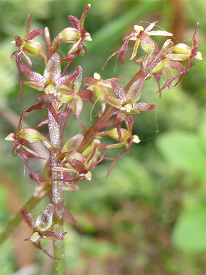 Two flower clusters