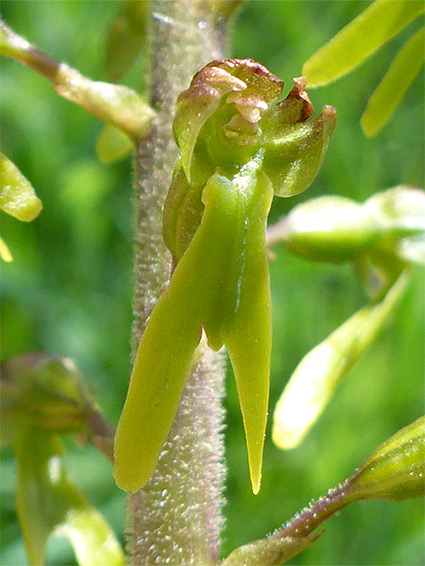 Single flower