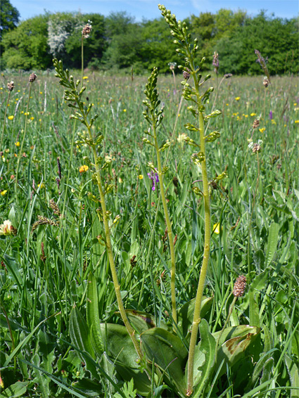 Three stems