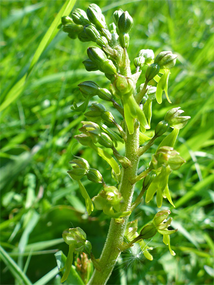 Developing flowers